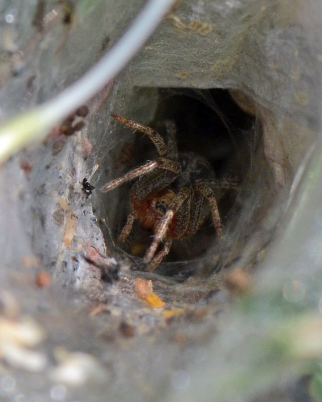 Agelena cf. labyrinthica